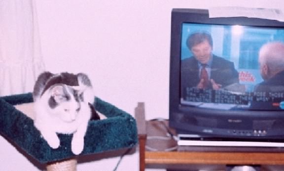 "Are you guys ready to play HAIRBALL?"