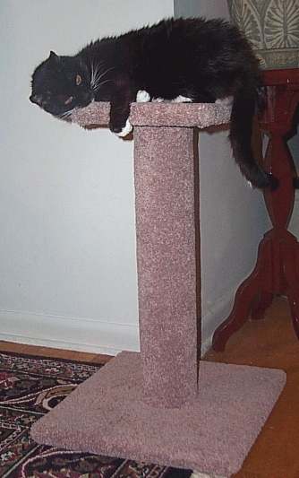 Amie like the carpeted posts too!