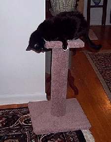 MCP - Carpeted Pedestal Scratching Post- 24" tall.