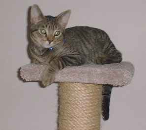 Bill's new kitten, Touluse on the MSP