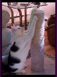 GW intensely rips at the tough sisal rope!