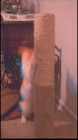 Cats scratch 41.5% faster in a Feline Design!!