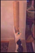 Judycat