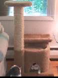 NEW! Multi purpose (well mostly FUN) Cat Playground!