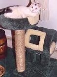 NEW!&nbsp;We added a cozy-fleece-trimmed LOOKOUT&nbsp;NEST!!