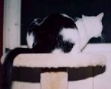 LSR - Sisal Rope Pedestal Scratching Post- 30" tall