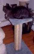 HUGE&nbsp;Dual Sisal Pedestal