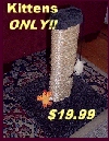 AWESOME Kitten Starter Post 