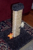 AWESOME Kitten Starter Post 