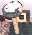 CG Condo with sisal rope post & Crow's Nest