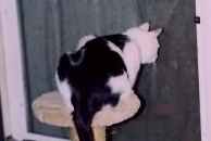 SSR - Sisal Rope Pedestal Scratching Post- 19" tall