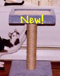 Jasper's Sunday Soapbox!