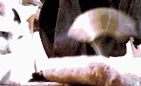 Gateway stalks the wild swat toy