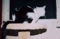 G.W. gazes out into the great unexplored out-of-doors!