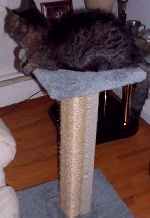 LTP Two-Pack dual sisal pedestal scratching posts
