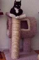 Multi-purpose condo/perch,and sisal rope scratching post!