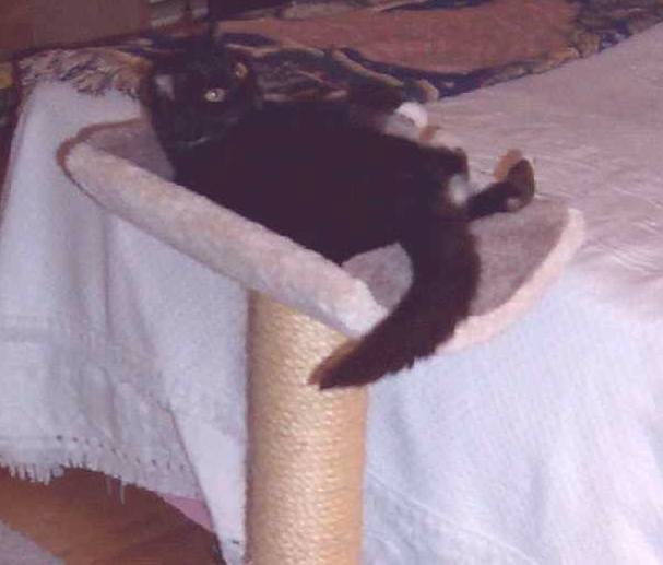 a bed of her own is what out little schmoogie-boo deserves!