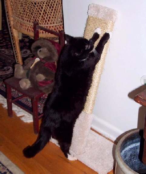 the flying tee 30" low profile scratcher at rest