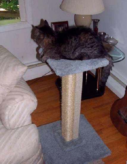 What a thing to do on a scratching post!!!