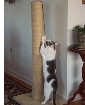 Tall enough for Jasper!