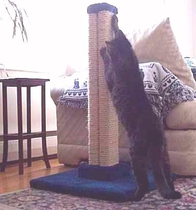 tall and tough!
