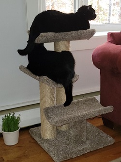 Luxurious Multilevel Condo