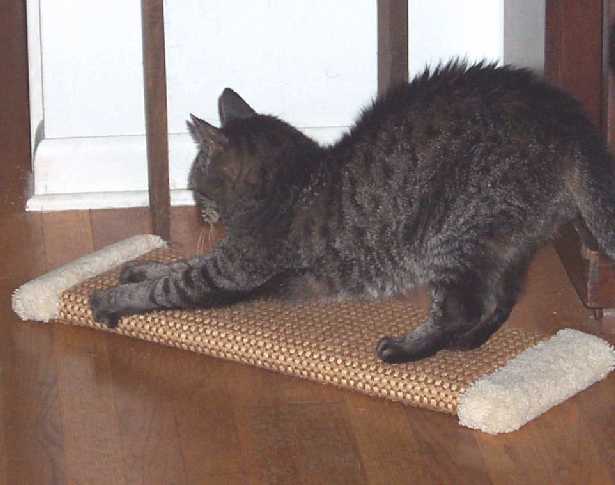 Bones demonstrates the proper techniques to scratch on a horizontal plane.