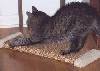 WB16 - Horizontal Sisal Weave Scratcher - 16"