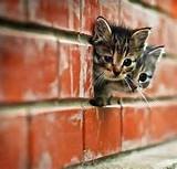 Portola Catwalla Plan B