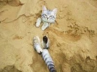 BeachCat25F - Product Image