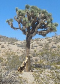 JoshCat - Product Image