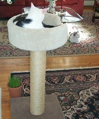 Annes Chioice - Product Image