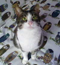 BunnyBird Rebuild II - Product Image