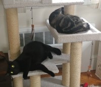 BethCat1 - Product Image