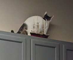 cat up high - Product Image