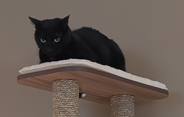 FredCats26 - Product Image