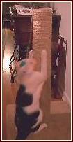 AmyCat512 - Product Image
