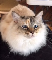 Ava's New Tree - Product Image