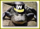 Waltercat - Product Image