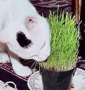Cat Gass Kit - 9 plantings