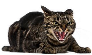 CatHess24 - Product Image