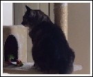 ChrisCat2 - Product Image