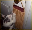 DHW24 - 24" Door Hanging Scratcher