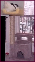 Ian2 - Product Image