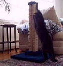 LSS Straight, heavy duty reinforced 30" sisal scratching post