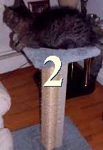 LTPx2 - 30" Dual Sisal Pedestal 2-Pack