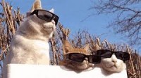 LVCATS1 - Product Image