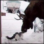 MooseCat1