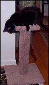 SCP - Small Carpeted Pedestal - Product Image