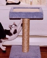 SSB Jasper's Sunday Soapbox